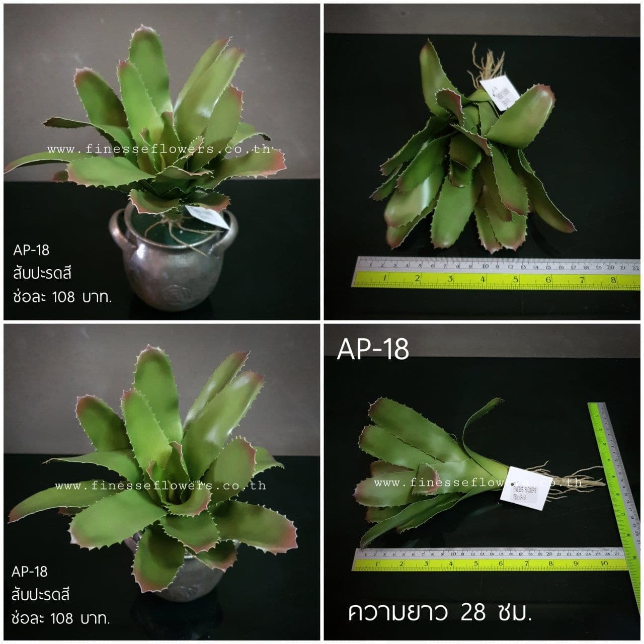 สับปะรดสี (AP18), ต้นไม้กระถาง — ฟอร์มสมบูรณ์พร้อมจัดวางในกระถางหรือมุมห้อง