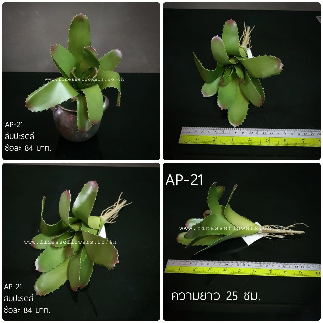 สับปะรดสี (AP21), ต้นไม้กระถาง — ฟอร์มสมบูรณ์พร้อมจัดวางในกระถางหรือมุมห้อง