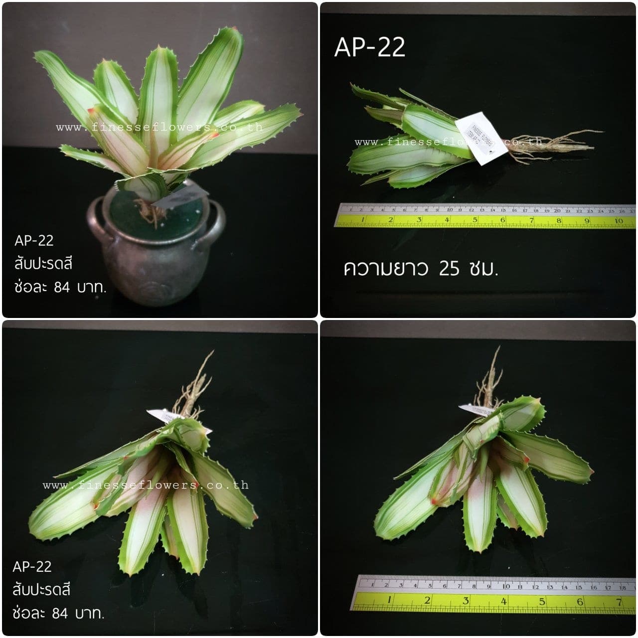 สับปะรดสี (AP22), ต้นไม้กระถาง — ฟอร์มสมบูรณ์พร้อมจัดวางในกระถางหรือมุมห้อง