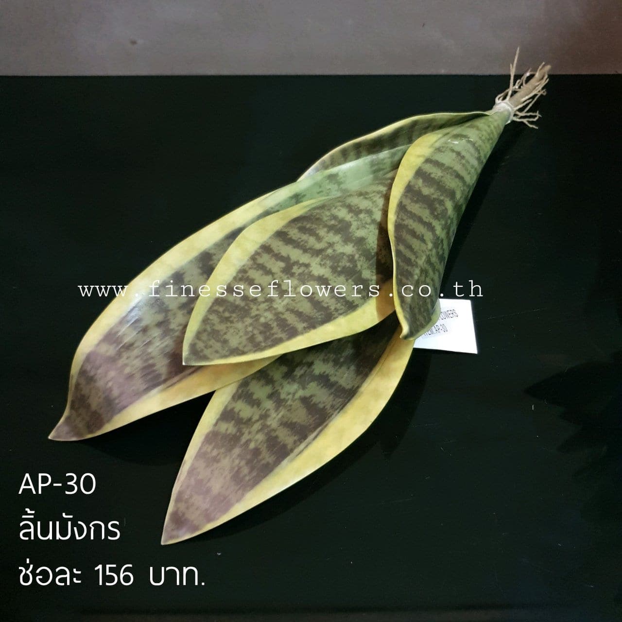ลิ้นมังกร (AP30), ลิ้นมังกร — ใบยาวตั้งตรง โครงเรียบและเคร่งขรึม
