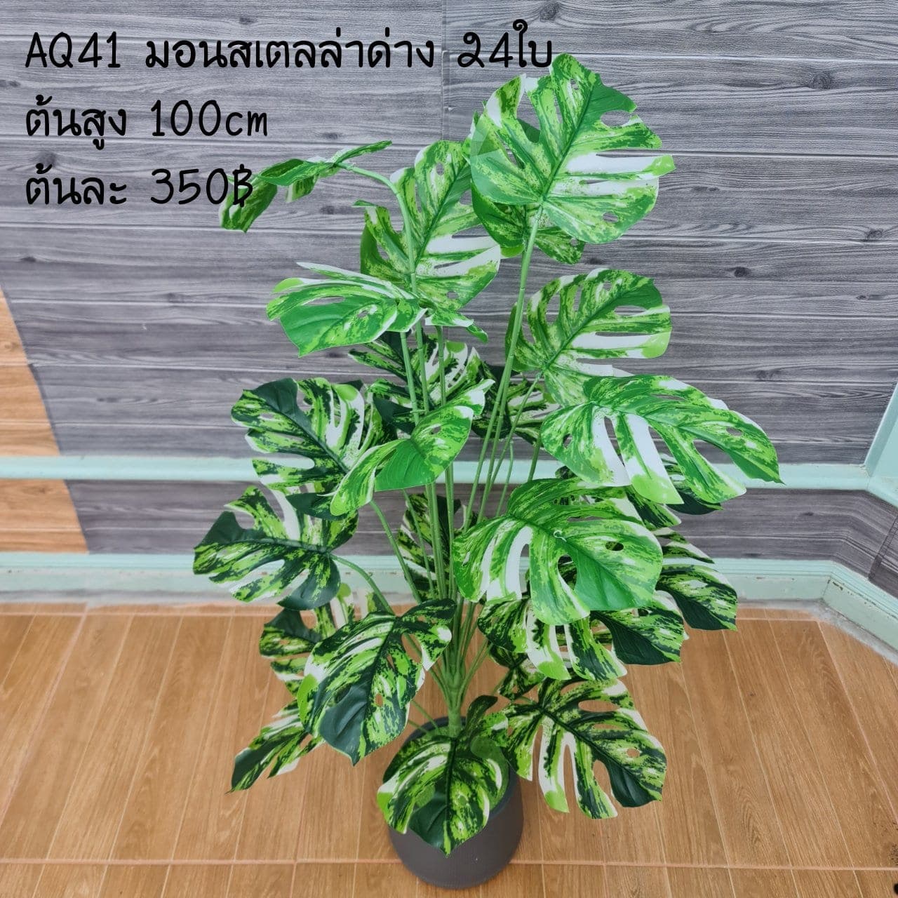มอนสเตลล่าด่าง 24ใบ (AQ41), ใบไม้ 24 ใบ — ใบให้น้ำหนักและพื้นผิว เหมาะสำหรับห่มขอบแจกัน