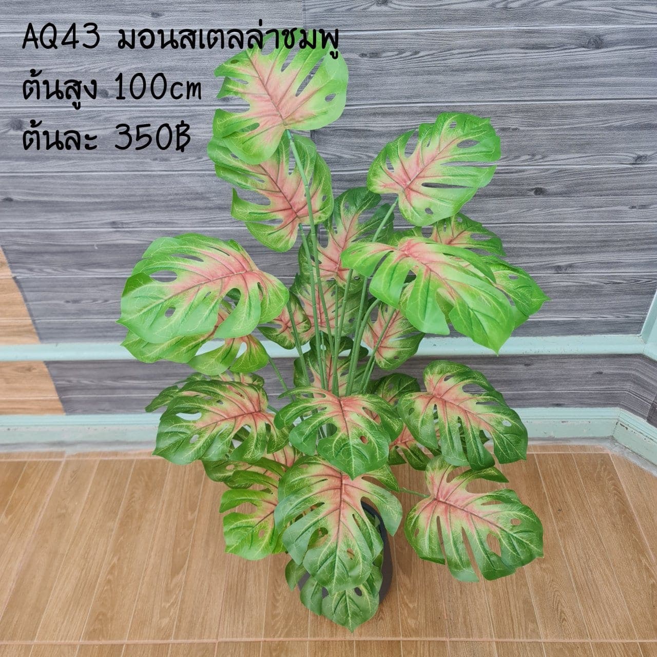 มอนสเตลล่าชมพู (AQ43), ต้นไม้กระถาง — ฟอร์มสมบูรณ์พร้อมจัดวางในกระถางหรือมุมห้อง