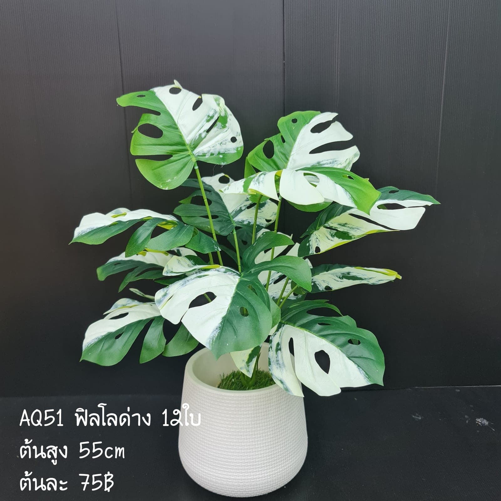 ฟิลโลด่าง (AQ51), ต้นไม้กระถาง — ฟอร์มสมบูรณ์พร้อมจัดวางในกระถางหรือมุมห้อง
