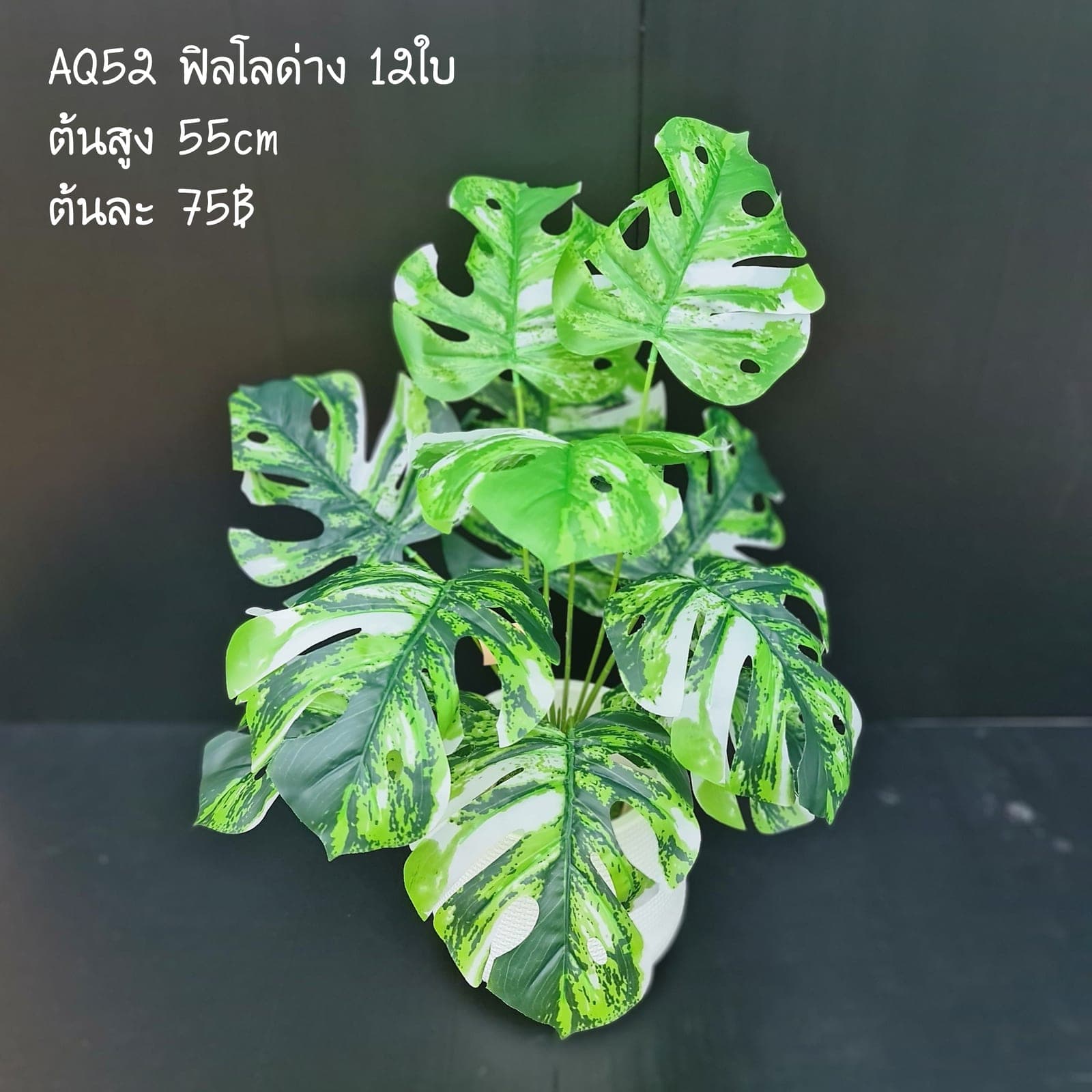 ฟิลโลด่าง (AQ52), ต้นไม้กระถาง — ฟอร์มสมบูรณ์พร้อมจัดวางในกระถางหรือมุมห้อง