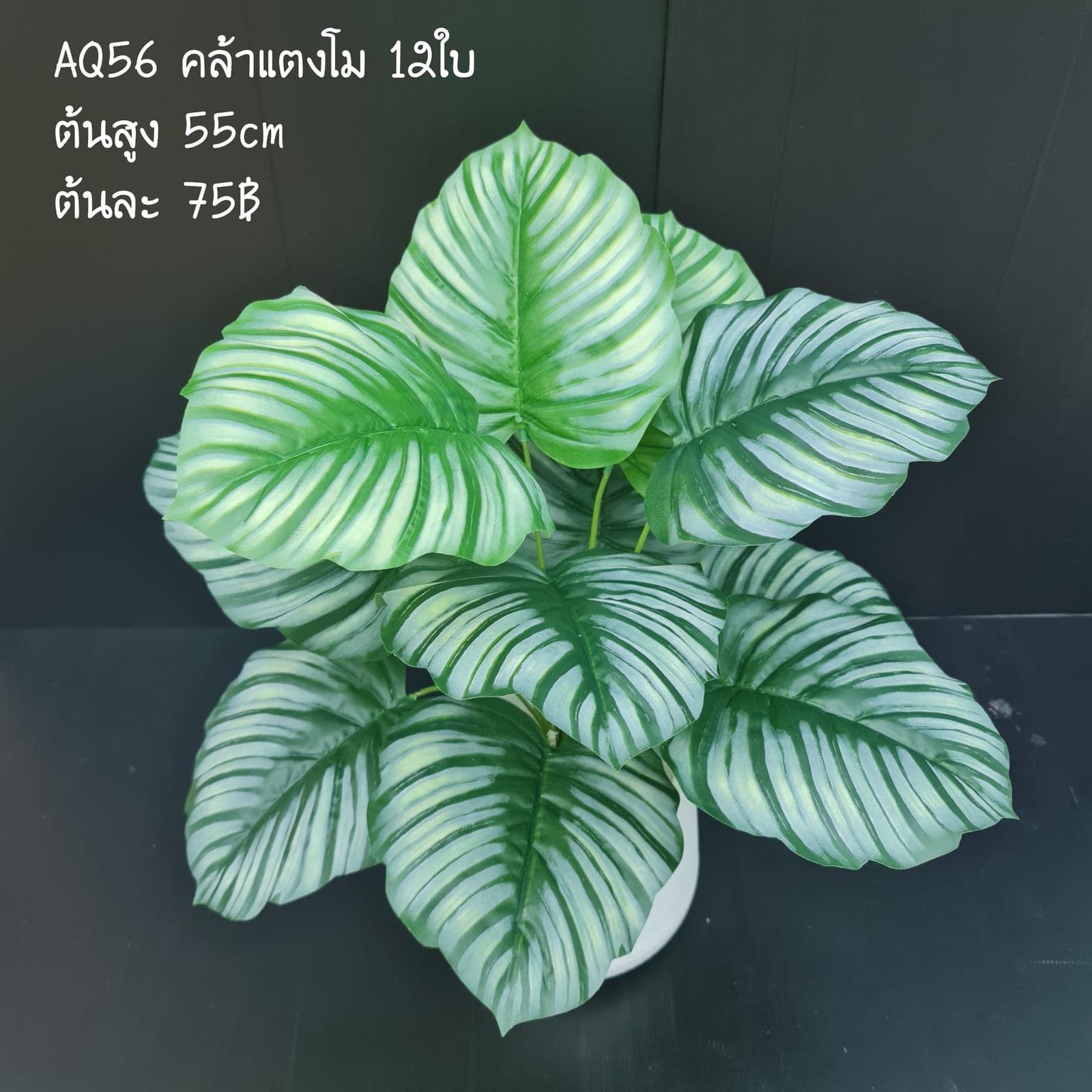คล้าแตงโม (AQ56), ต้นไม้กระถาง — ฟอร์มสมบูรณ์พร้อมจัดวางในกระถางหรือมุมห้อง