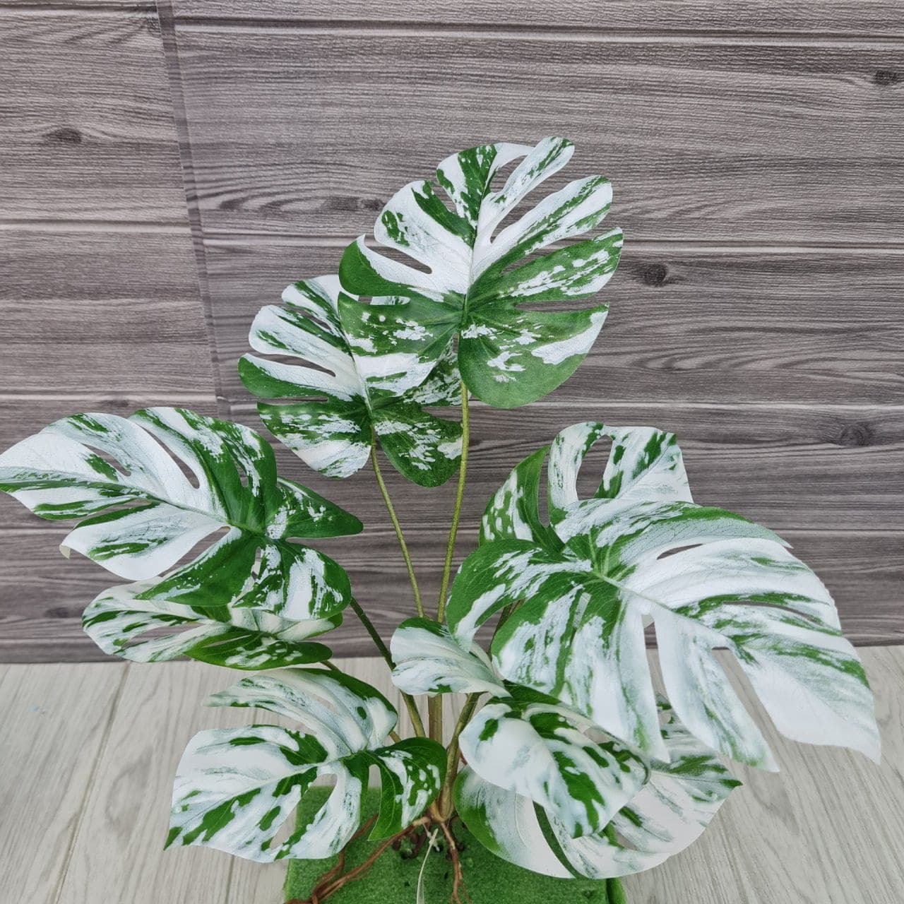 ฟิลโลด่าง (AW158), Potted houseplant — a fully formed plant ready to drop into a planter or sit in a corner.