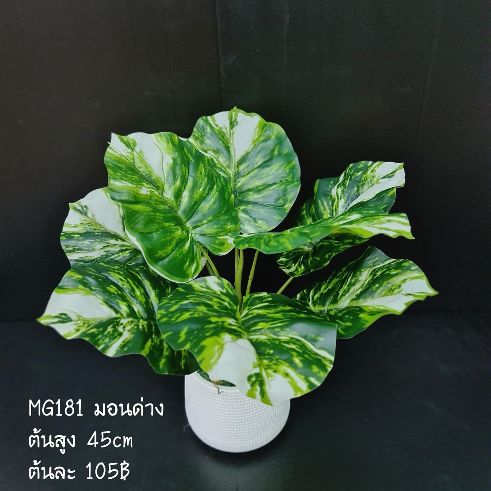 มอนด่าง 9ใบ (MG181), ใบไม้ 9 ใบ: ใบเขียวสำหรับเสริมความสมดุลและเป็นพื้นหลังให้ดอกหลัก