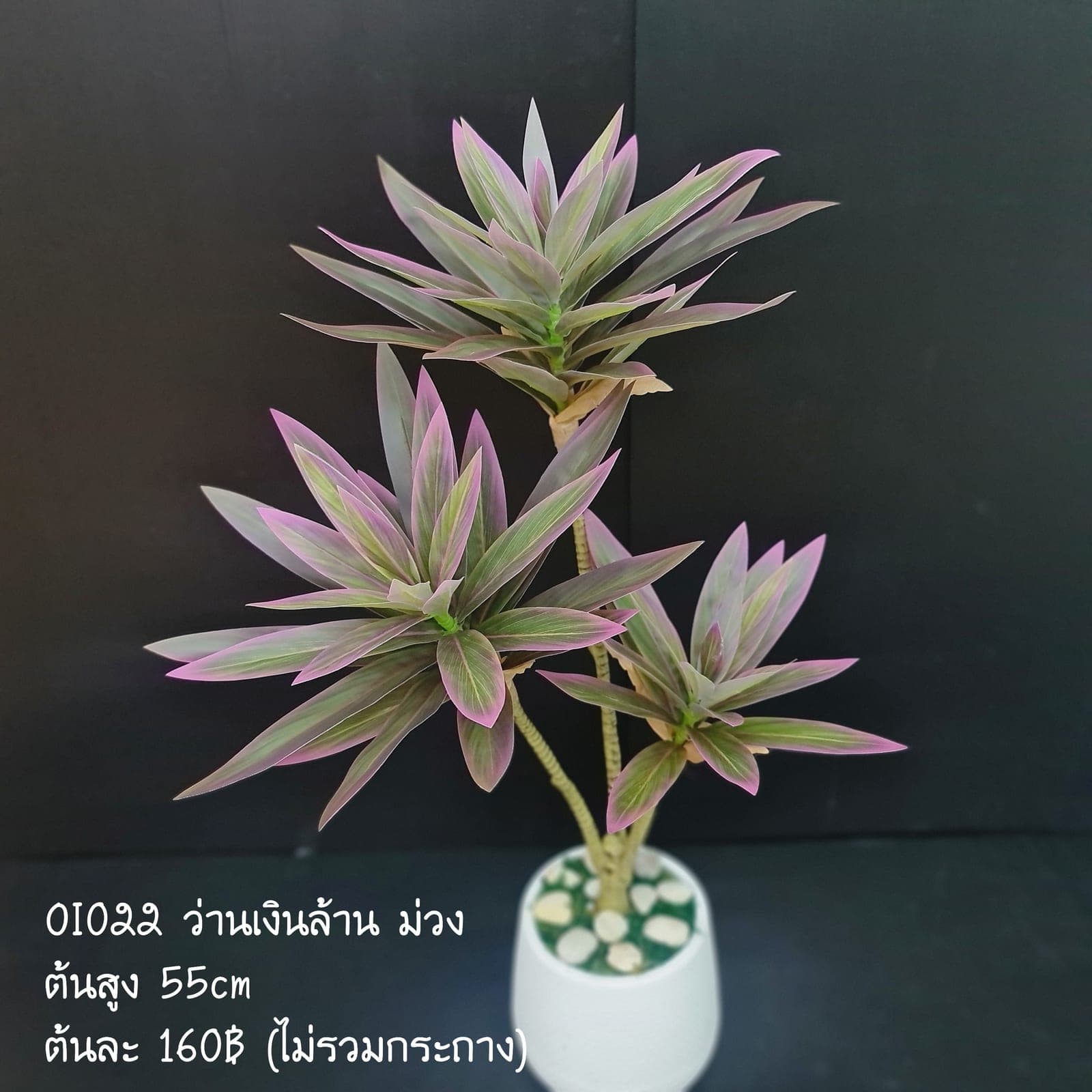 ว่านเงินล้าน (OI2-2)