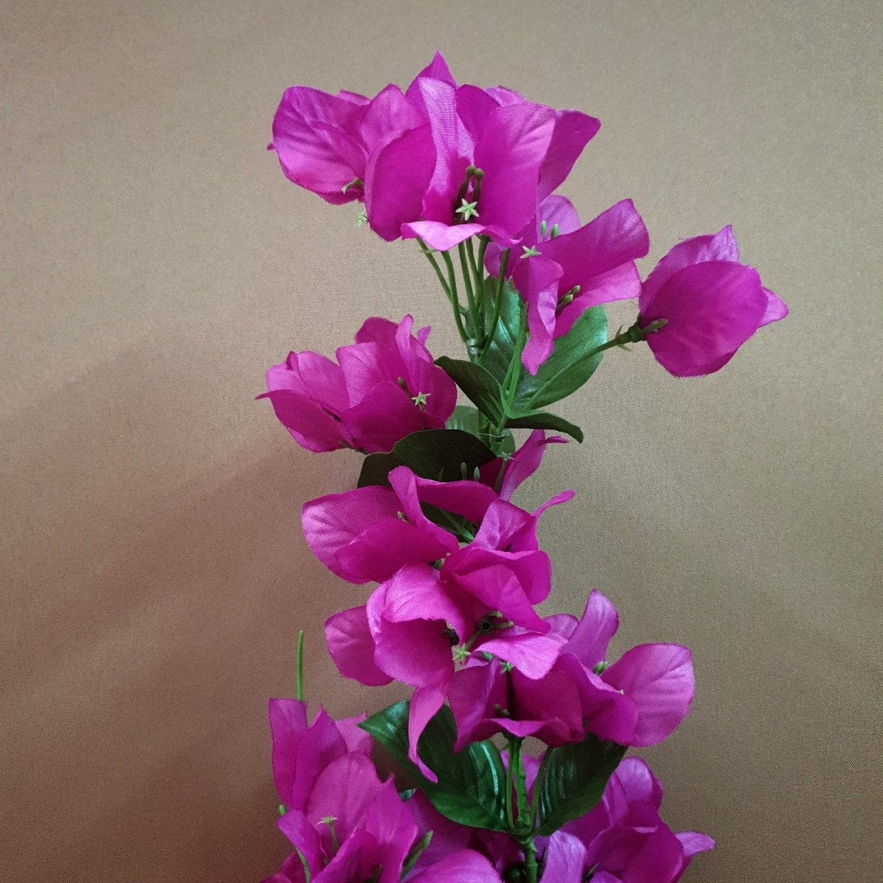 เฟื่องฟ้าช่อยาว (X52O6UT), Potted houseplant: a fully formed plant ready to drop into a planter or sit in a corner.