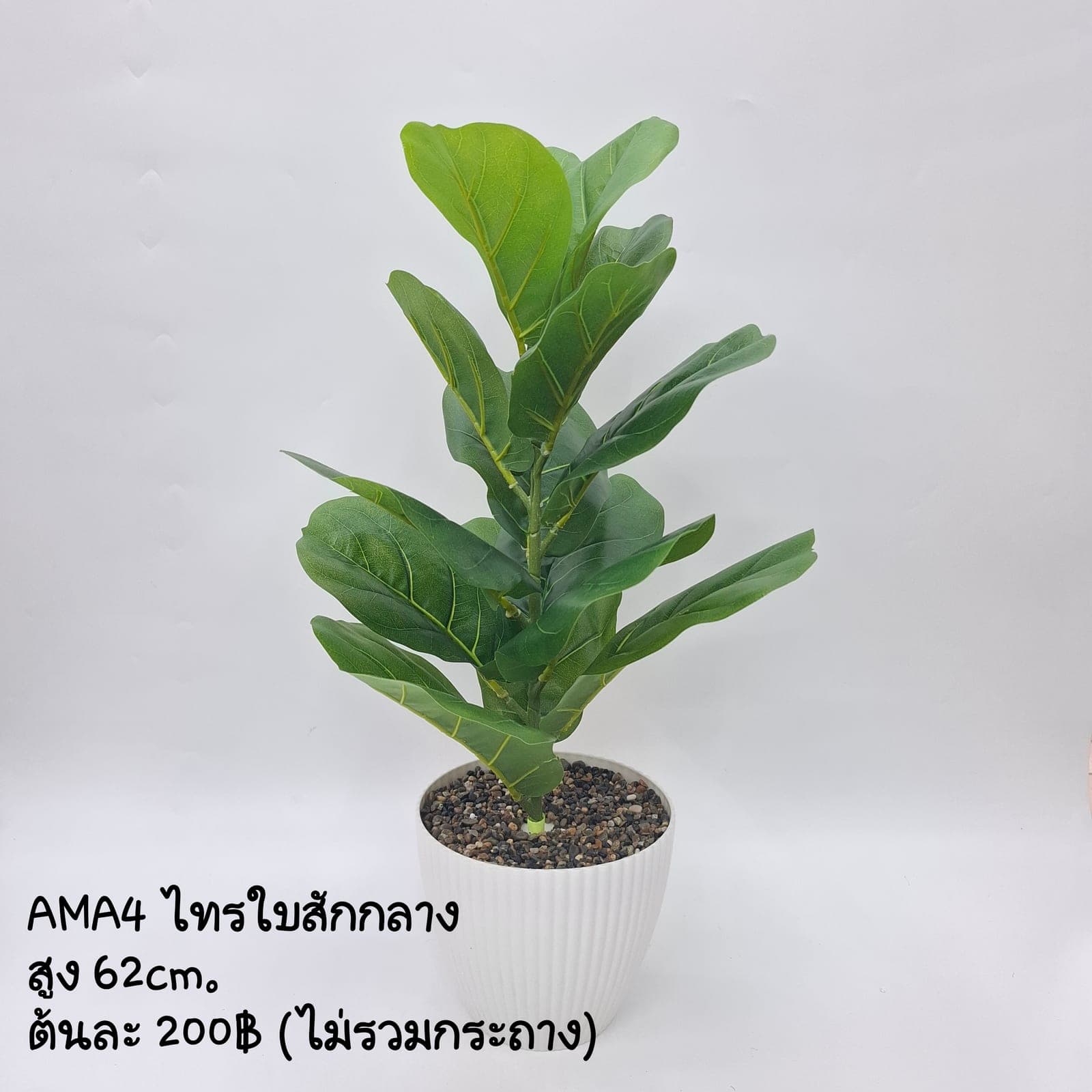 ต้นไทรใบสัก (XDAU7PP), Foliage: leaf material that lends weight and texture along the rim of a vessel.