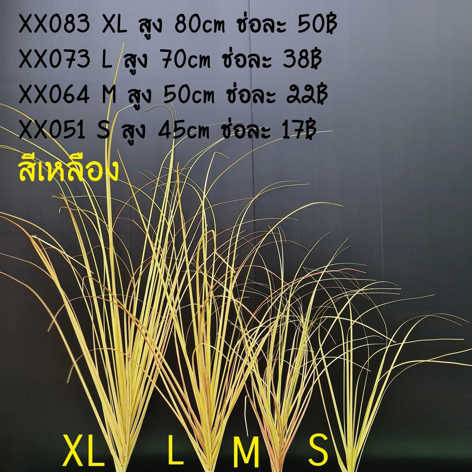 กอหญ้า 4ไซต์ (XPU0VXM), ต้นไม้กระถาง: ฟอร์มสมบูรณ์พร้อมจัดวางในกระถางหรือมุมห้อง