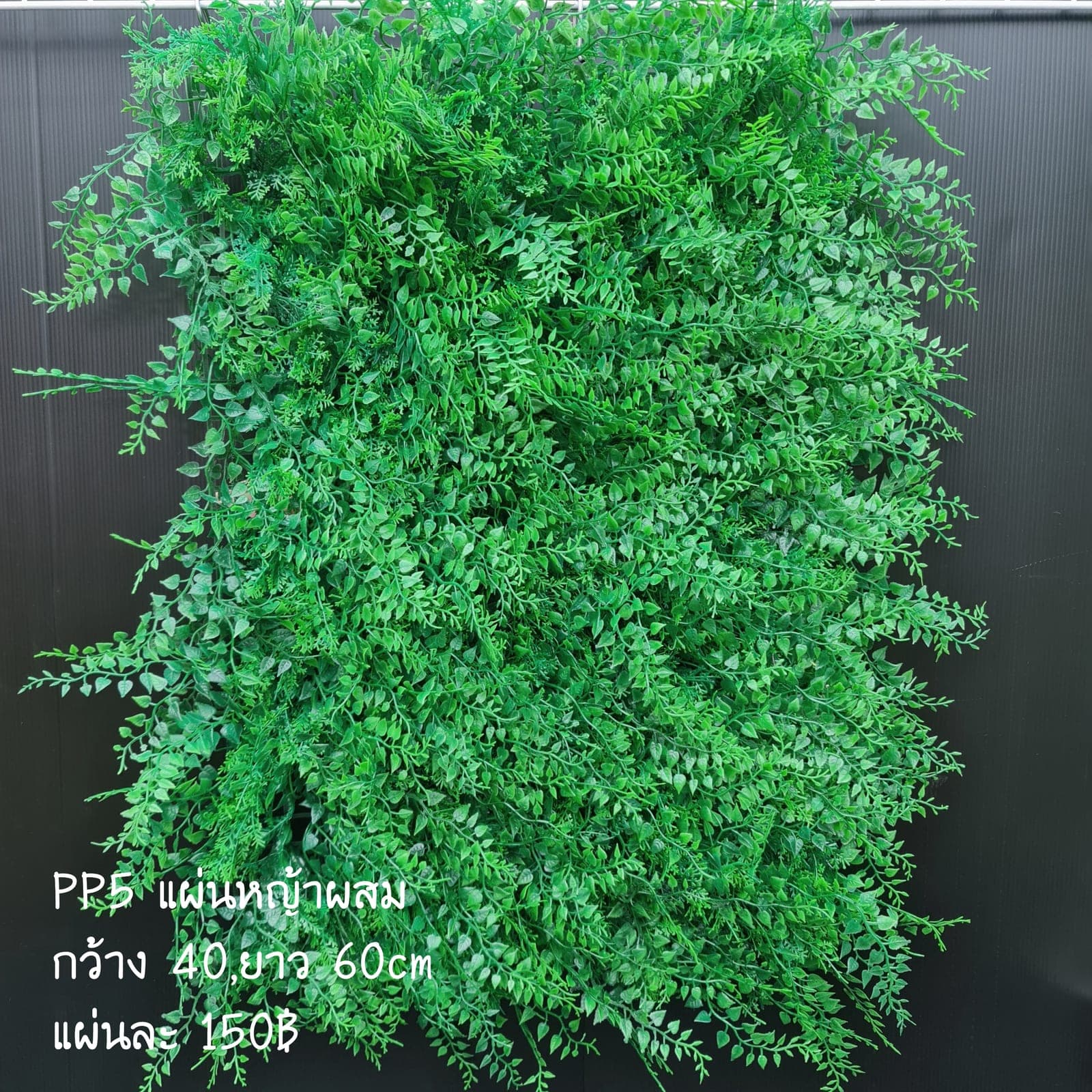 หญ้า PP (XVM2NAW), ต้นไม้กระถาง: ฟอร์มสมบูรณ์พร้อมจัดวางในกระถางหรือมุมห้อง