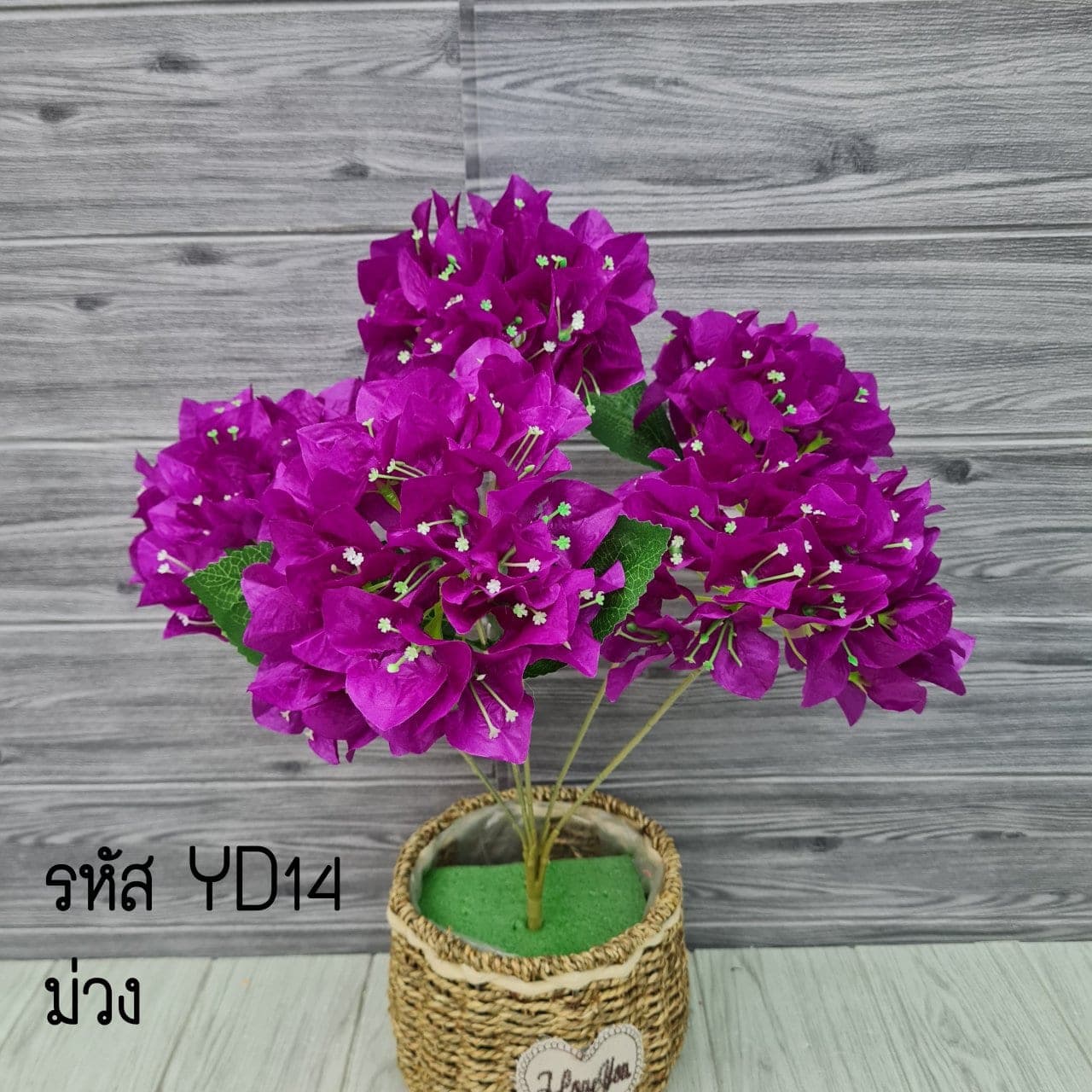 เฟื่องฟ้า (YD1), Potted houseplant: a fully formed plant ready to drop into a planter or sit in a corner.
