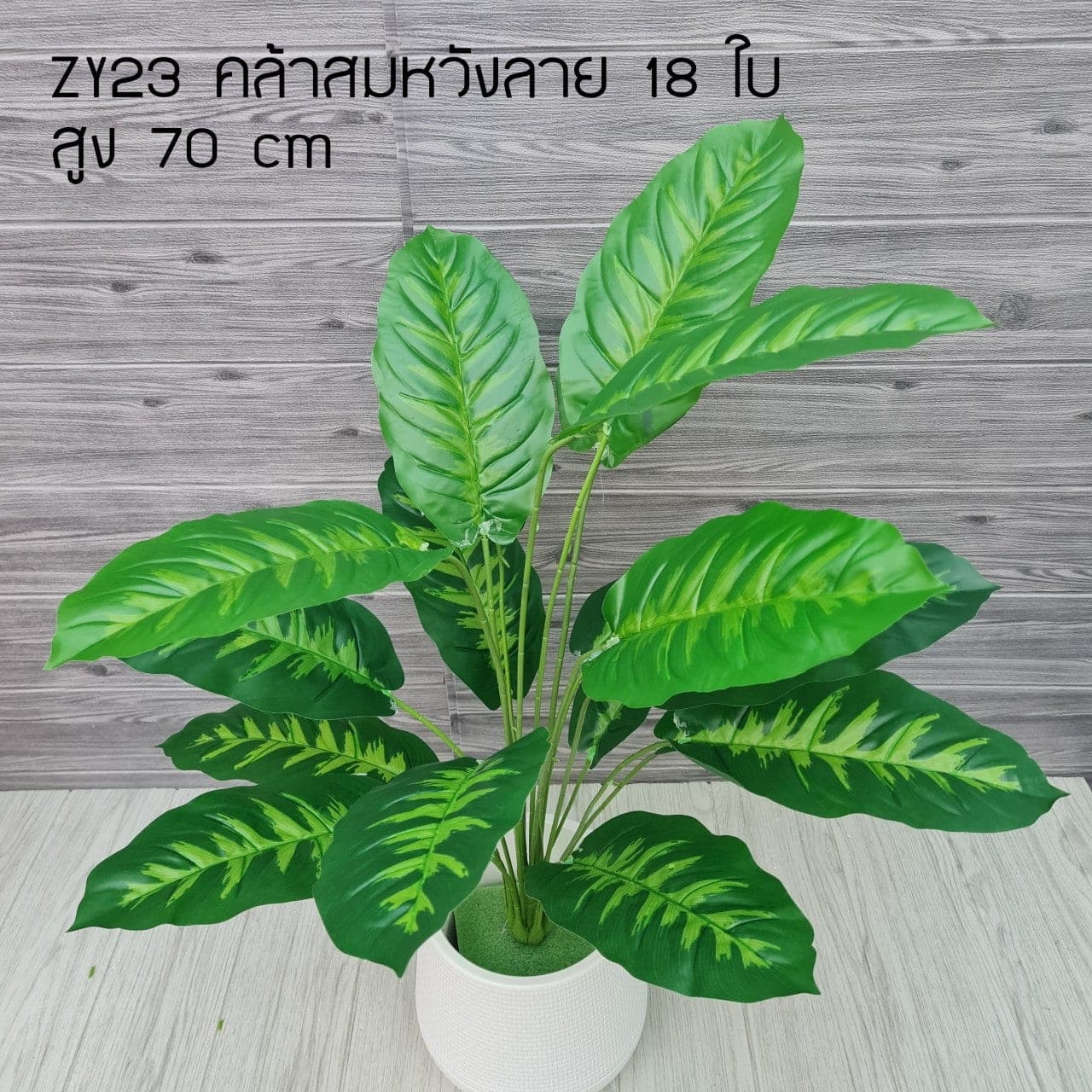 คล้าสมหวังลาย (ZY23), ต้นไม้กระถาง: ฟอร์มสมบูรณ์พร้อมจัดวางในกระถางหรือมุมห้อง