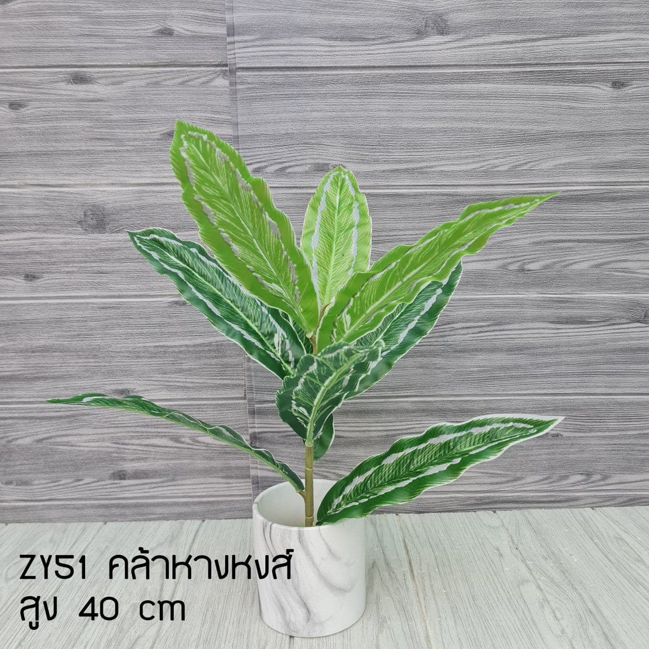 คล้าหางหงส์ (ZY51), Potted houseplant: a fully formed plant ready to drop into a planter or sit in a corner.