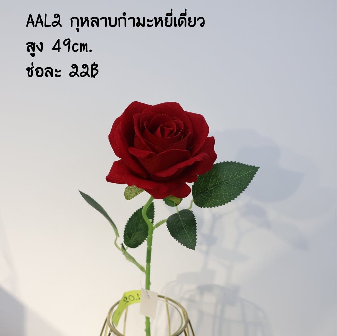 กุหลาบแย้มเดี่ยว (AAL2), ก้านเดี่ยวกุหลาบ — ดอกแน่น ก้านแข็งแรง ทรงเปิดได้สวยทุกมุม