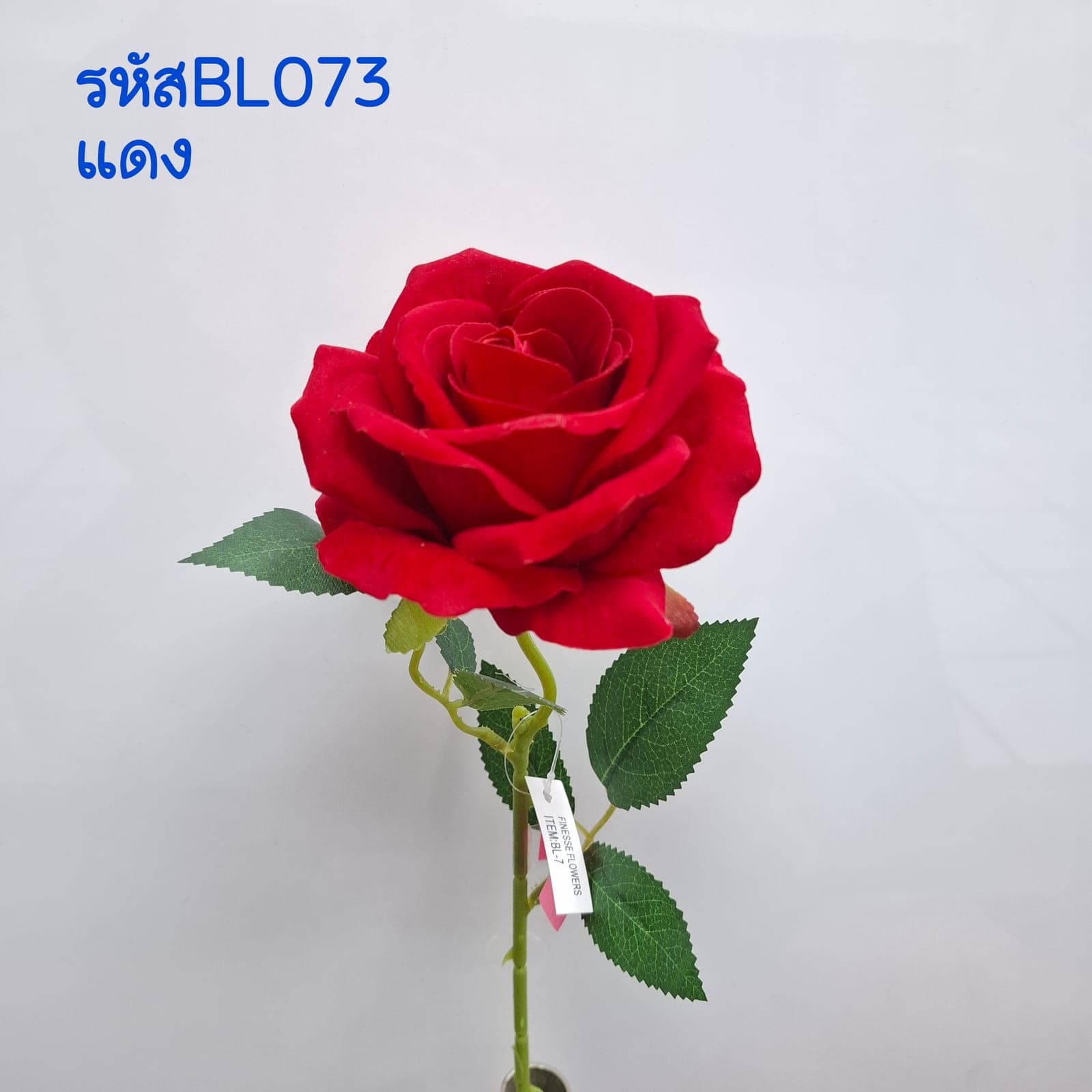 กุหลาบกำมะหยี่เดี่ยว (BL07), A single-stem rose — graduated petal tones running from a deep heart to a softer edge.