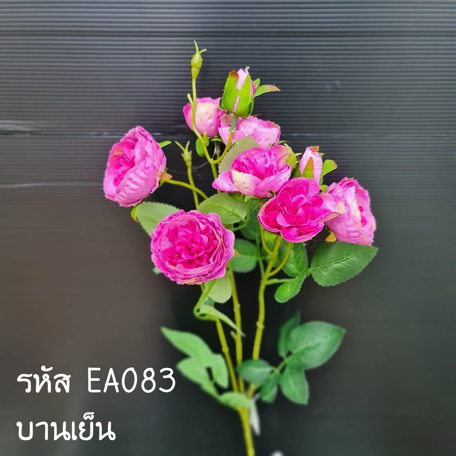กุหลาบอังกฤษช่อยาว (EA8), กุหลาบอังกฤษ: กลีบหนาเรียงชั้นซ้อนกลม จัดอารมณ์โรแมนติก