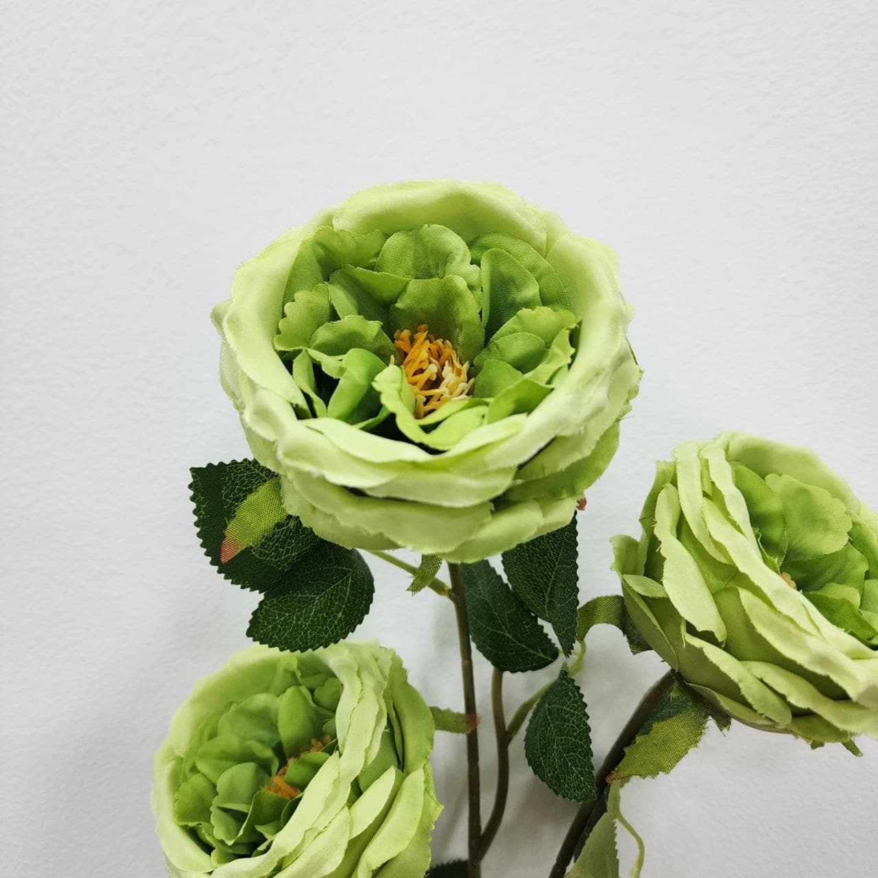 กุหลาบอังกฤษ (MT9), English rose: softly toned heads modelled on classic English garden roses.