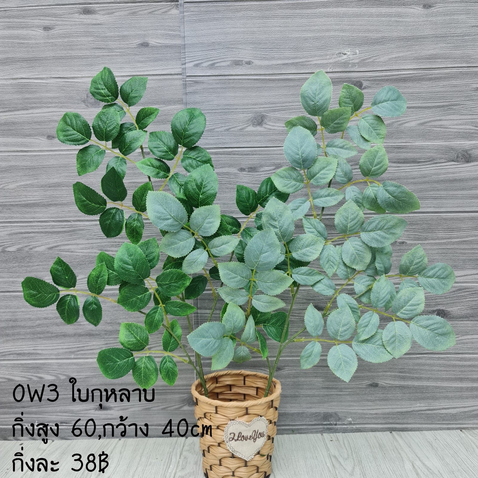 ใบกุหลาบ (OW3), กุหลาบ: ดอกแน่น ก้านแข็งแรง ทรงเปิดได้สวยทุกมุม