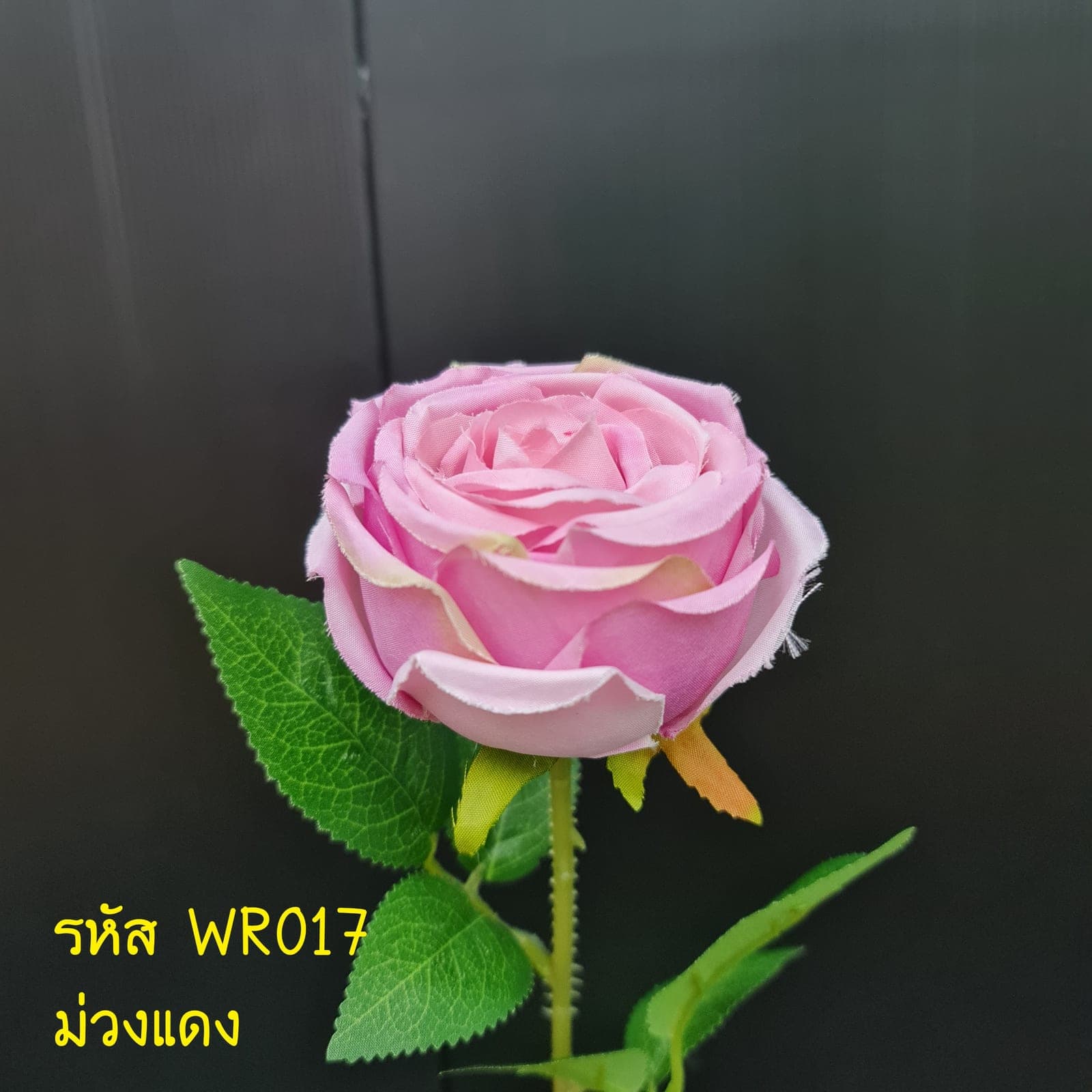 กุหลาบกลมพับ (WR1), กุหลาบ: สีกลีบเป็นชั้นไล่โทนจากใจกลางสู่ขอบนอก