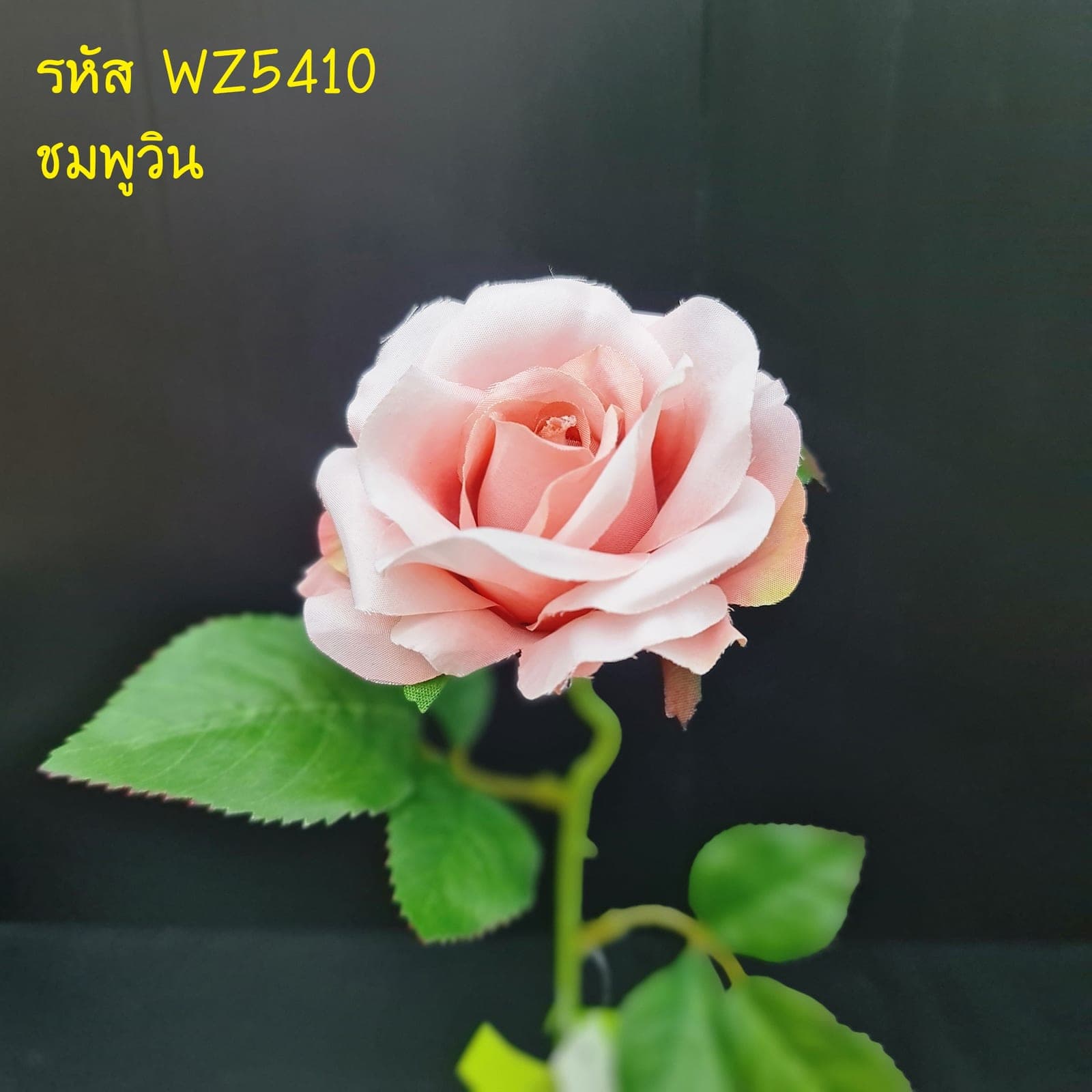 กุหลาบเดี่ยว (WZ54), ก้านเดี่ยวกุหลาบ: กลีบกำมะหยี่พับซ้อนกันเป็นชั้นเปิดอ่อนละมุน