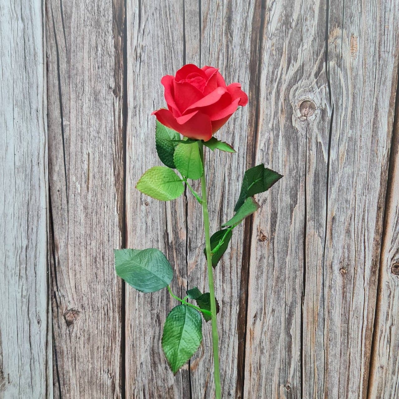 กุหลาบบางรักแย้ม (X8SE0S1), Rose: graduated petal tones running from a deep heart to a softer edge.