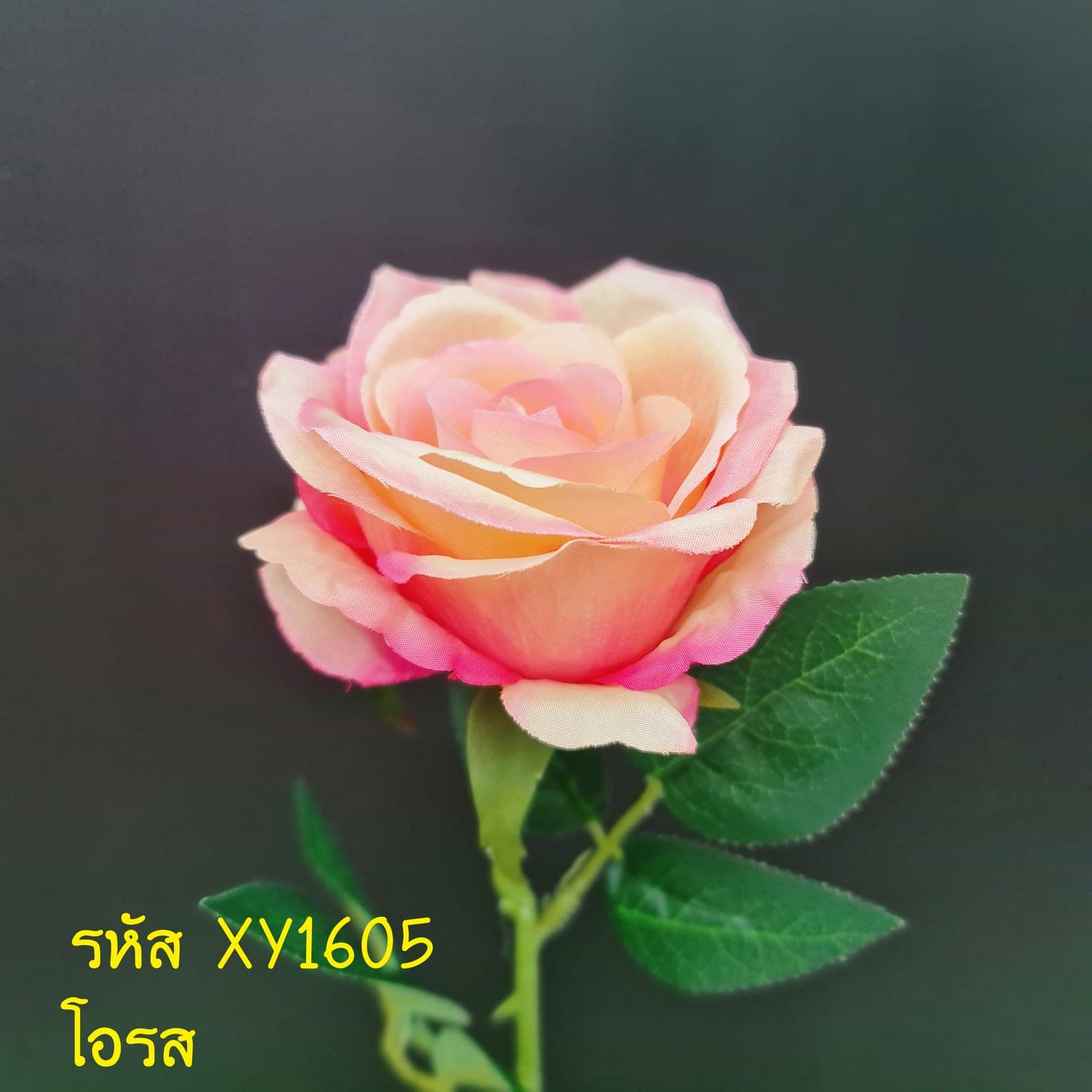 กุหลาบเดี่ยว (XY16), ก้านเดี่ยวกุหลาบ: ดอกแน่น ก้านแข็งแรง ทรงเปิดได้สวยทุกมุม