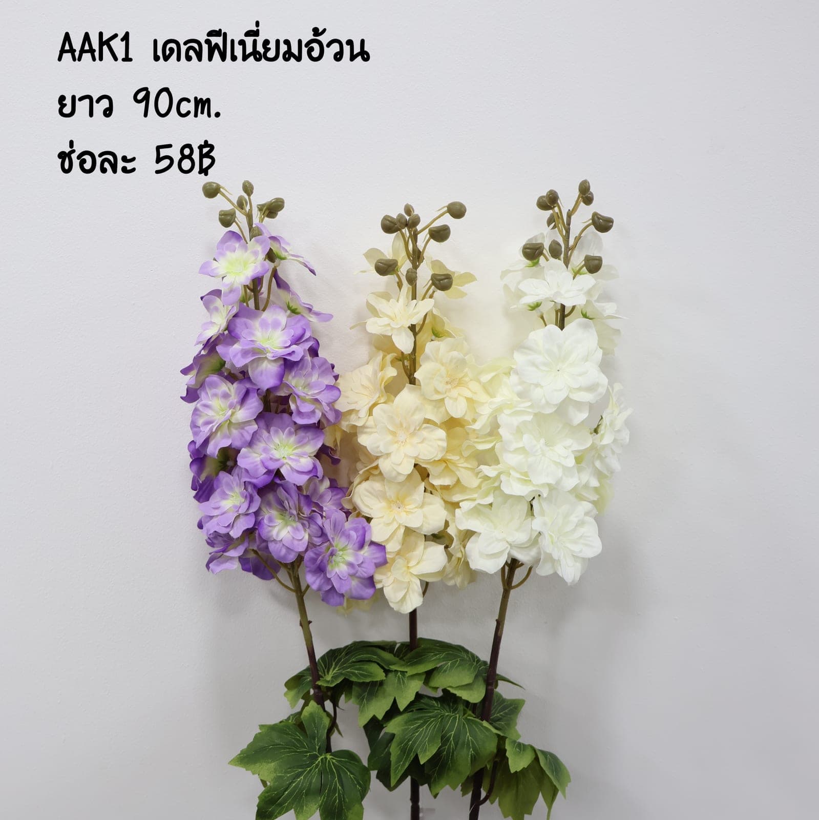 เดลฟีเนี่ยมอ้วน (AAK01)