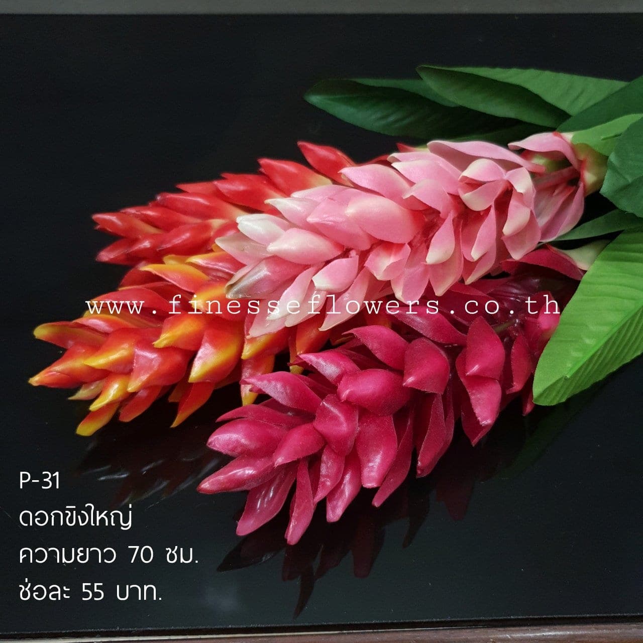 ดอกขิงใหญ่ (P31-2)