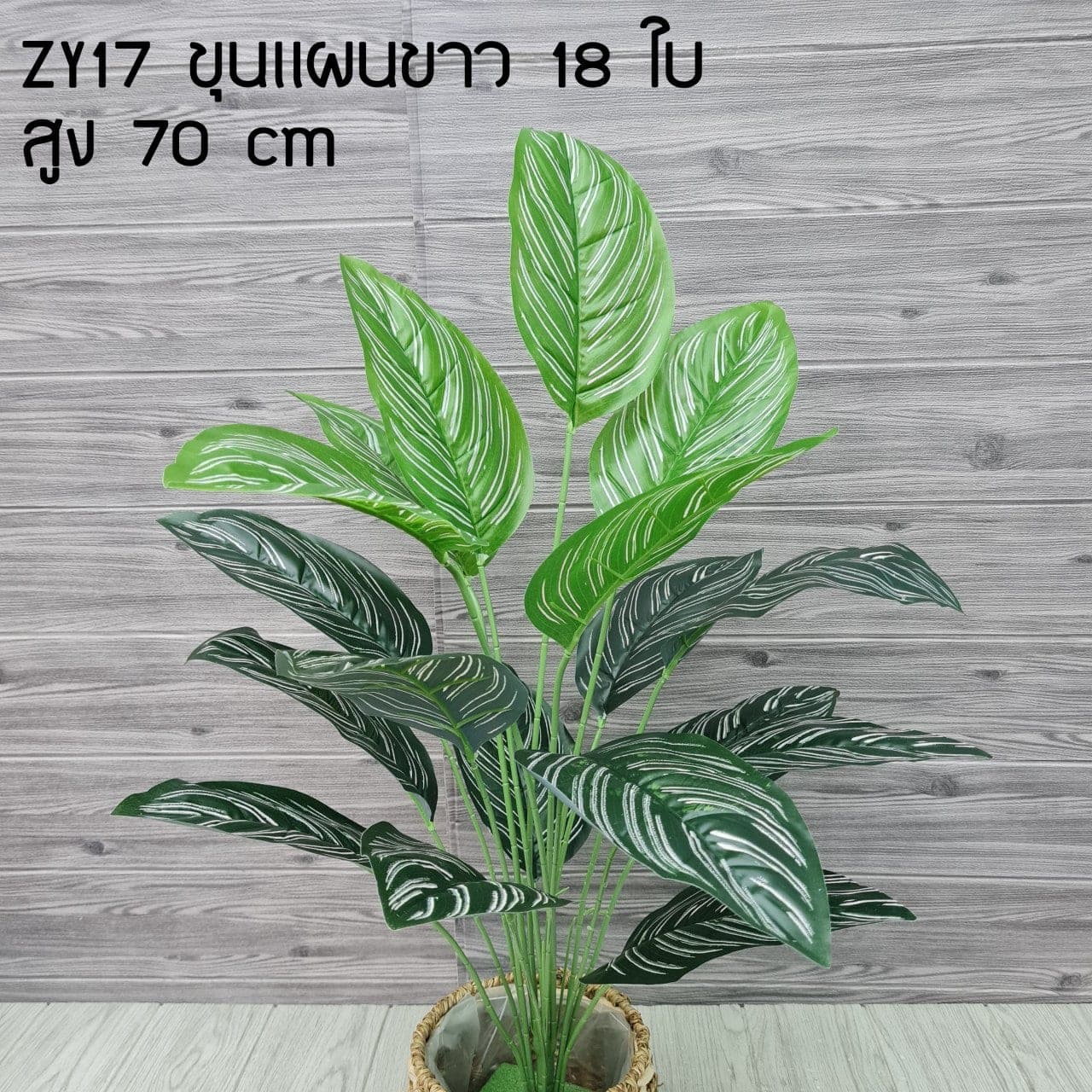 ขุนแผนขาว (ZY17), Sculptural single stem: a tall stem with a defined silhouette built to anchor a tall vessel.