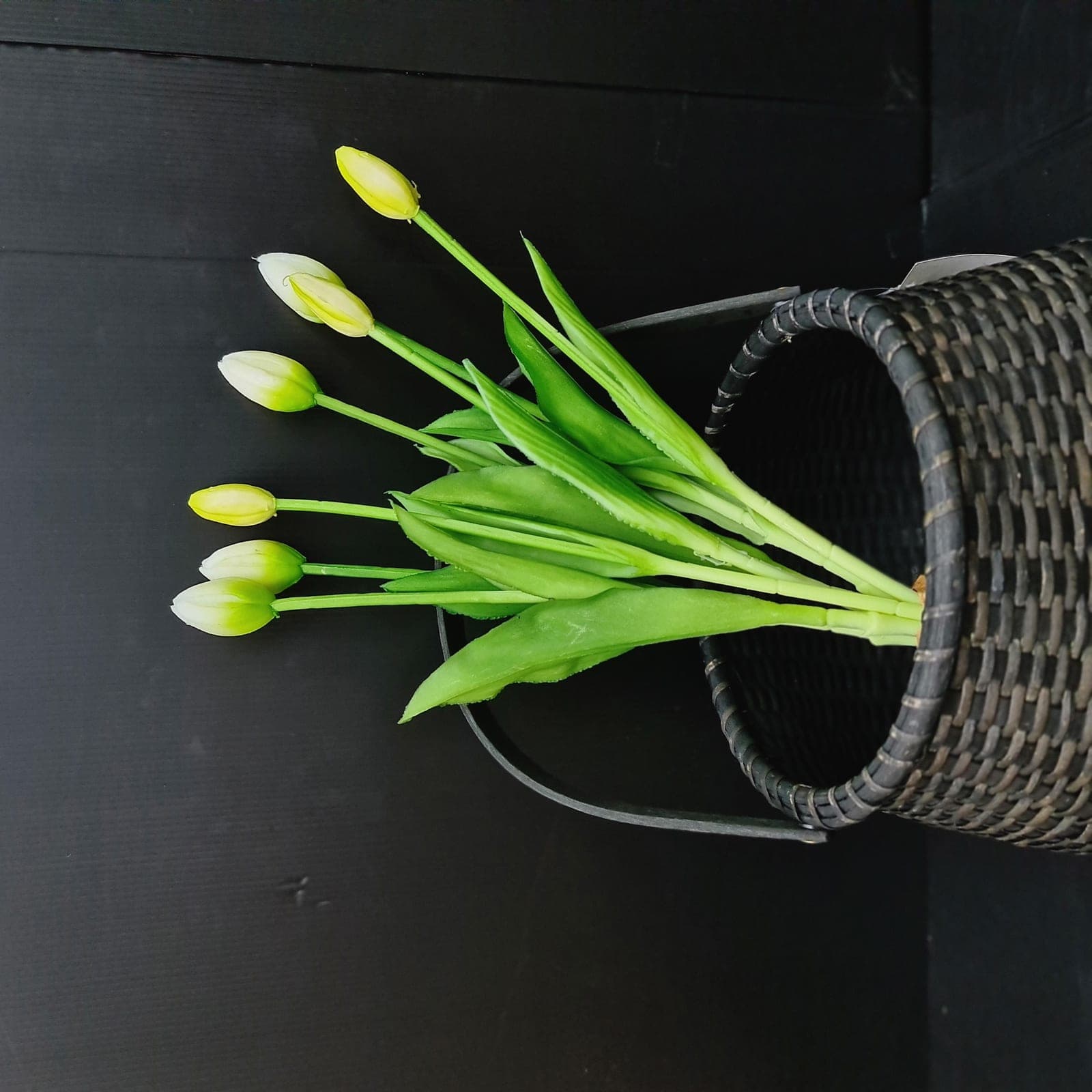 ทิวลิปยางตูม (XVE1CC5), Tulip: soft petals that catch and diffuse light.