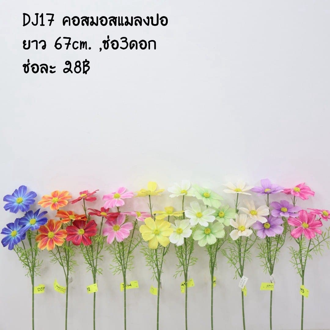 คอสมอสแมลงปอ (DJ17)