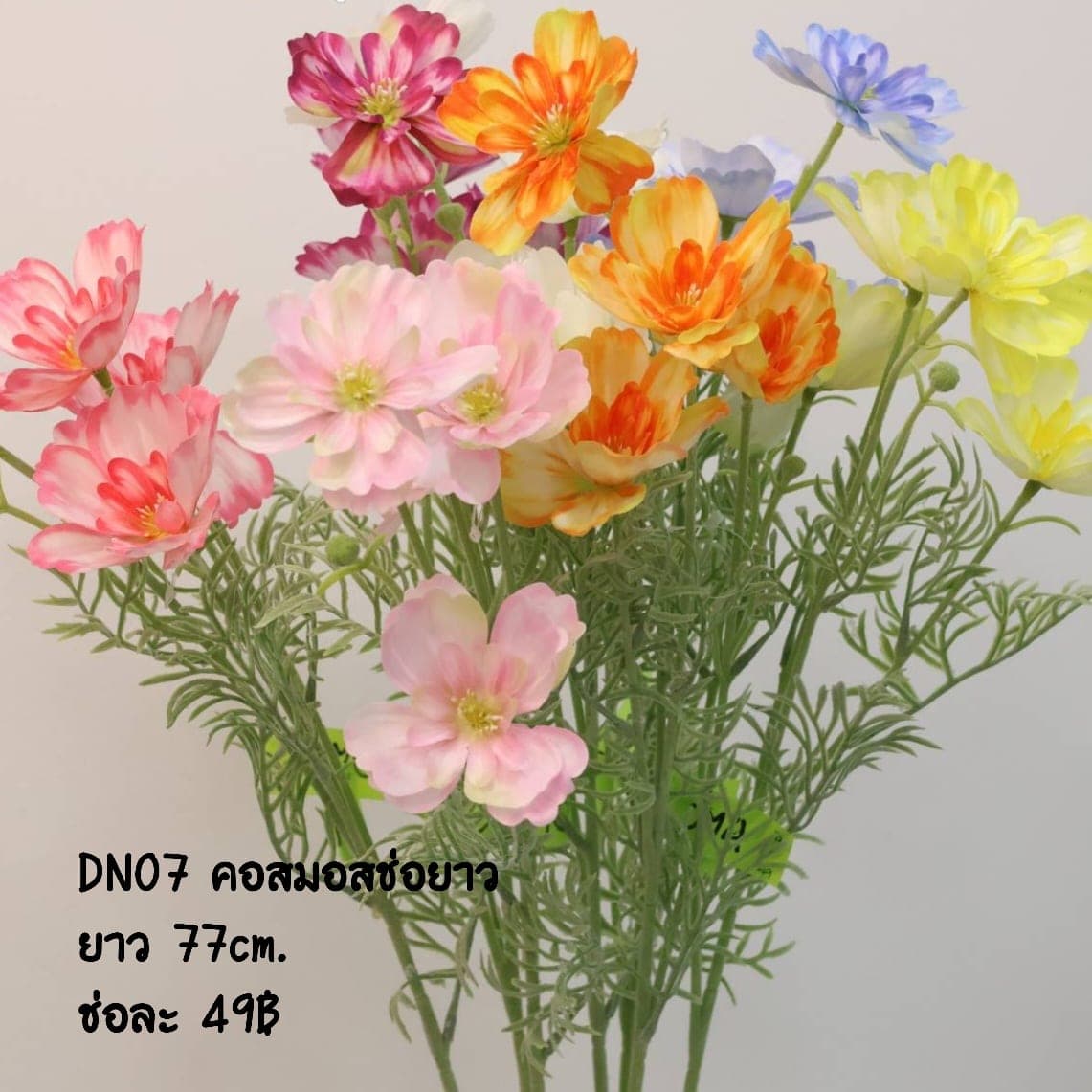 คอสมอสช่อยาว (DN07)