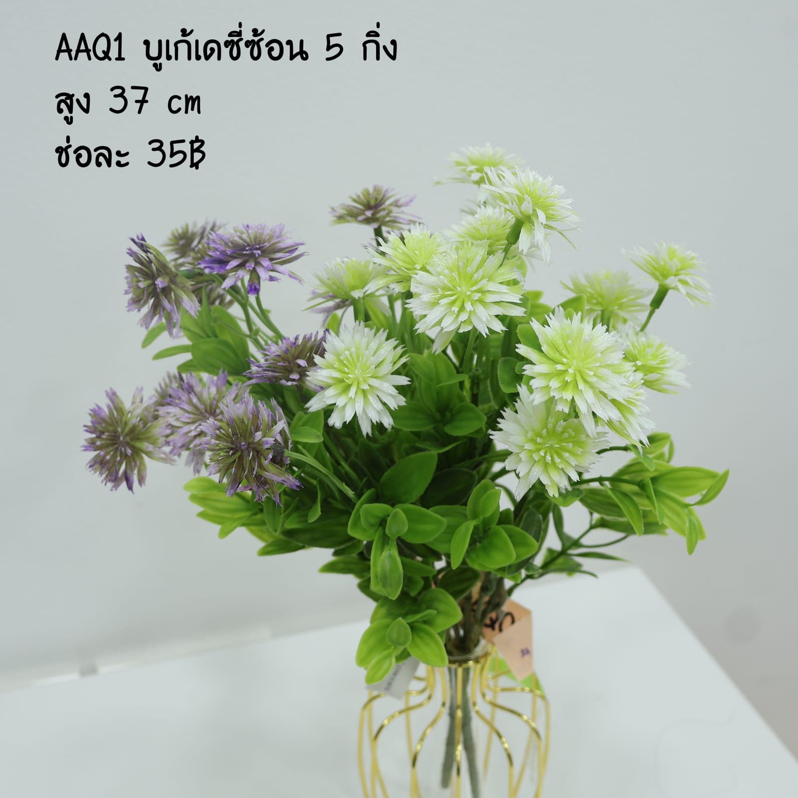 บูเก้เดซี่ (AAQ01)