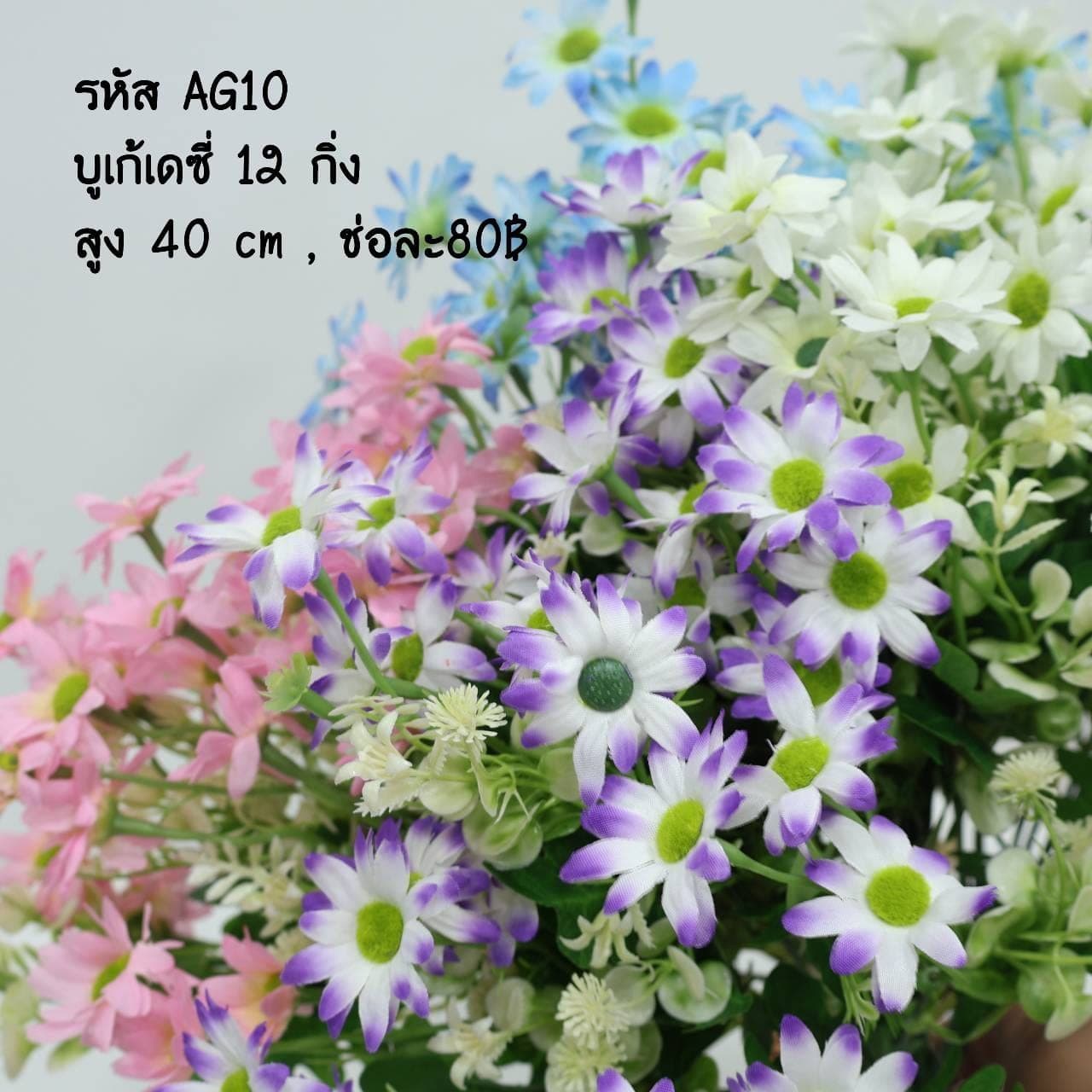 บูเก้เดซี่ (AG10)