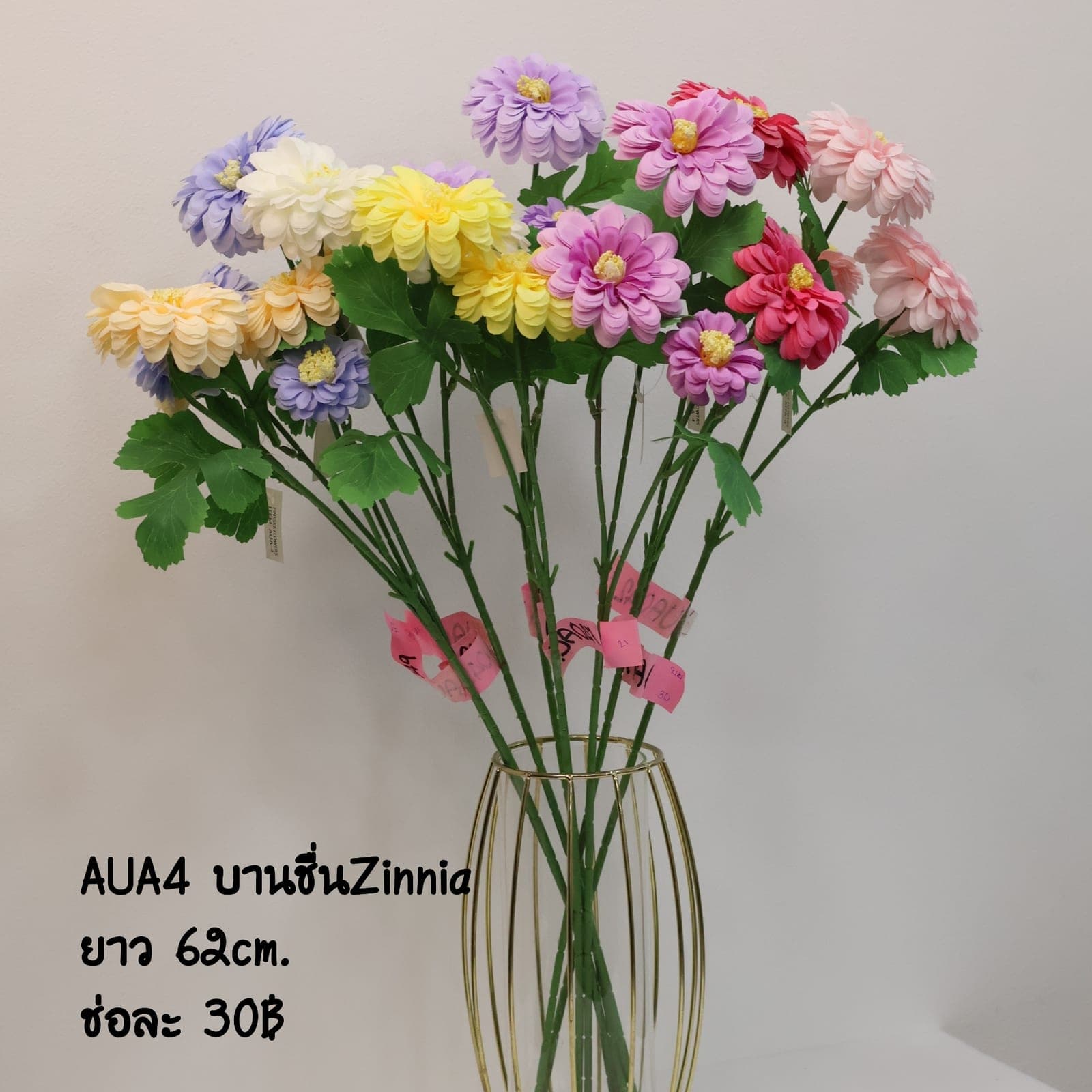 บานชื่น Zinnia (AUA04), Daisy: a friendly, small-headed bloom that lightens the rhythm of a spray.