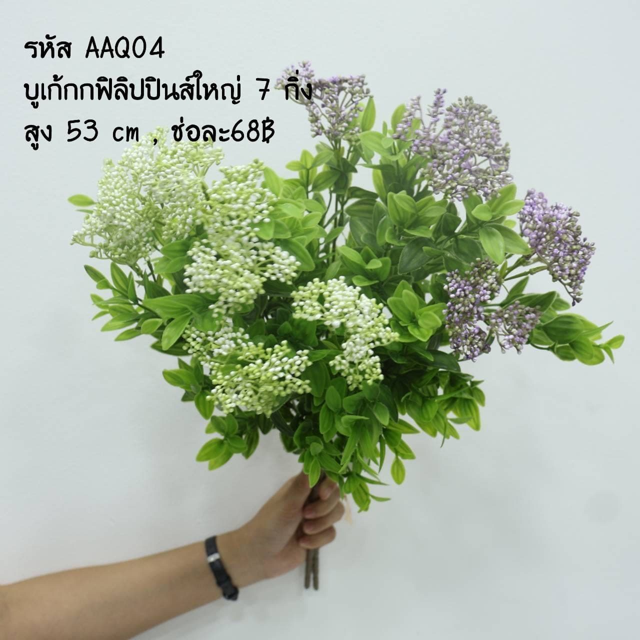 บูเก้กกฟิลิปปินส์ใหญ่ (AAQ04)