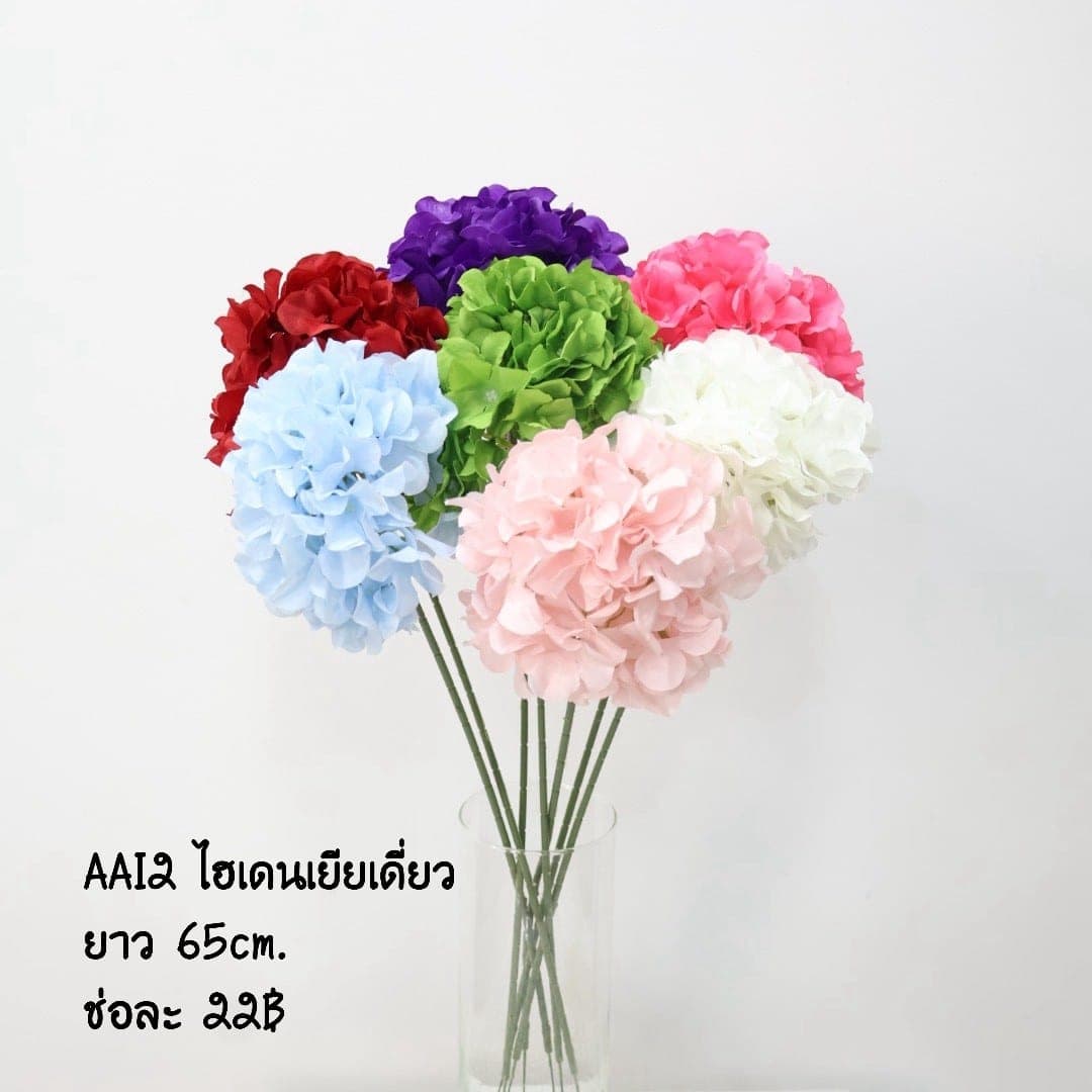 ไฮเดนเยียเดี่ยว (AAI02)