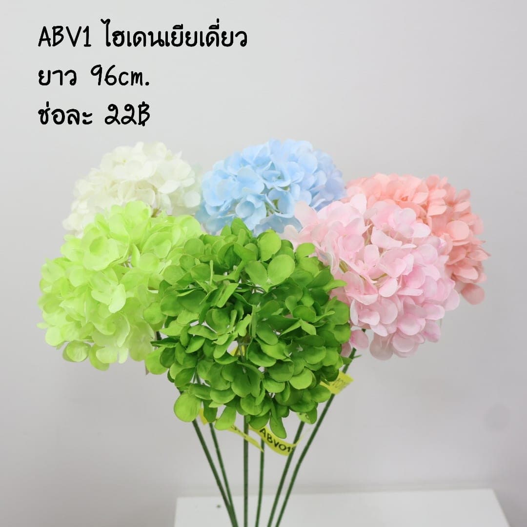 ไฮเดนเยียเดี่ยว (ABV01)