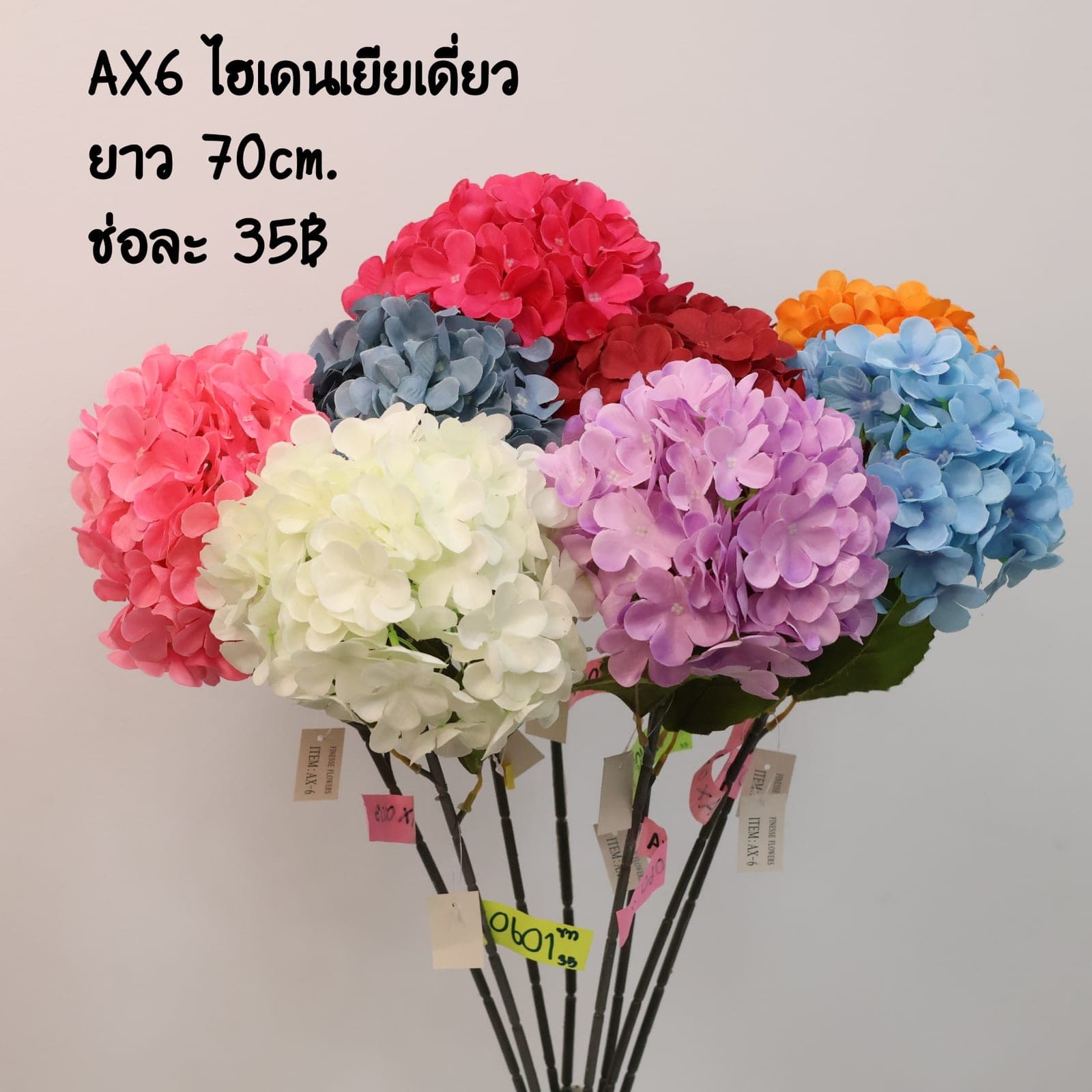 ไฮเดนเยียเดี่ยว (AX06)