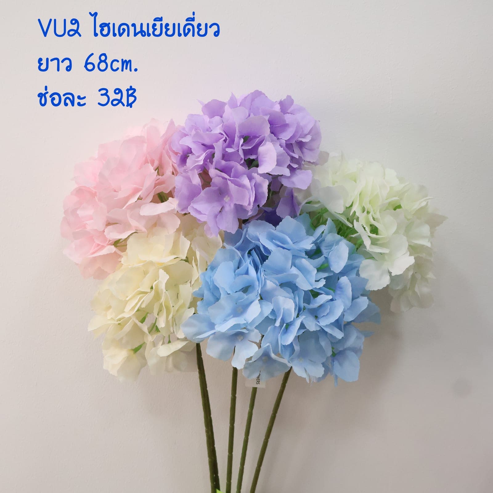 ไฮเดนเยียเดี่ยว (VU02)