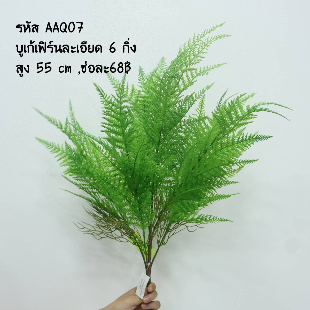 บูเก้เฟิร์นละเอียด (AAQ07)