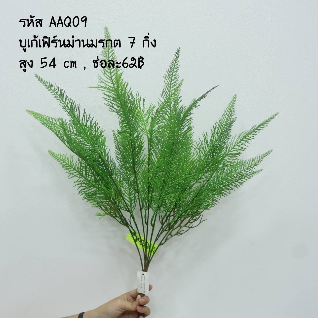 เฟิร์นม่านมรกต 7กิ่ง (AAQ09)