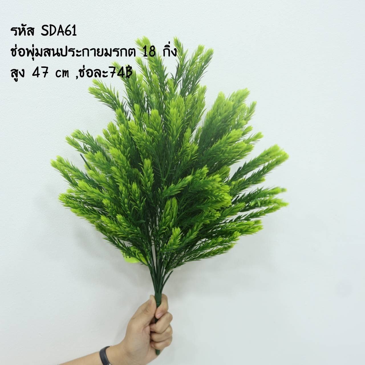 สนประกายมรกต 18กิ่ง (SDA61)