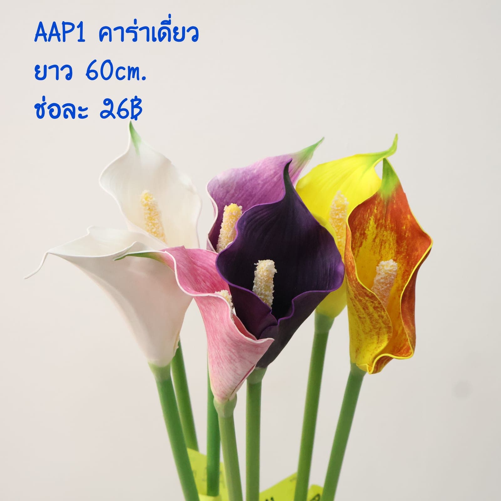 คาร่าเดี่ยว (AAP01)