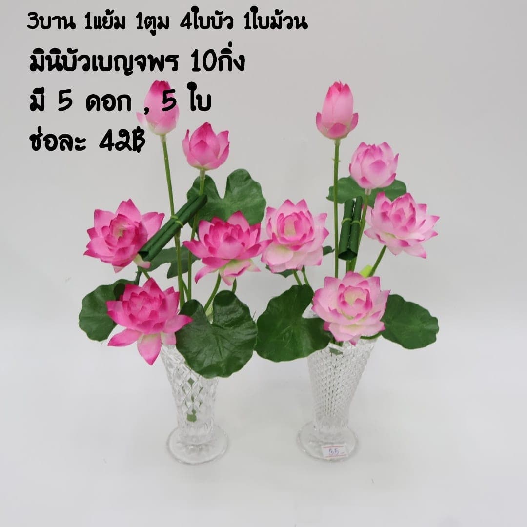 บัวมินิเบญจพร (XU3V5UF), Lotus: an open, soft-petalled form with a quiet, balanced rhythm.