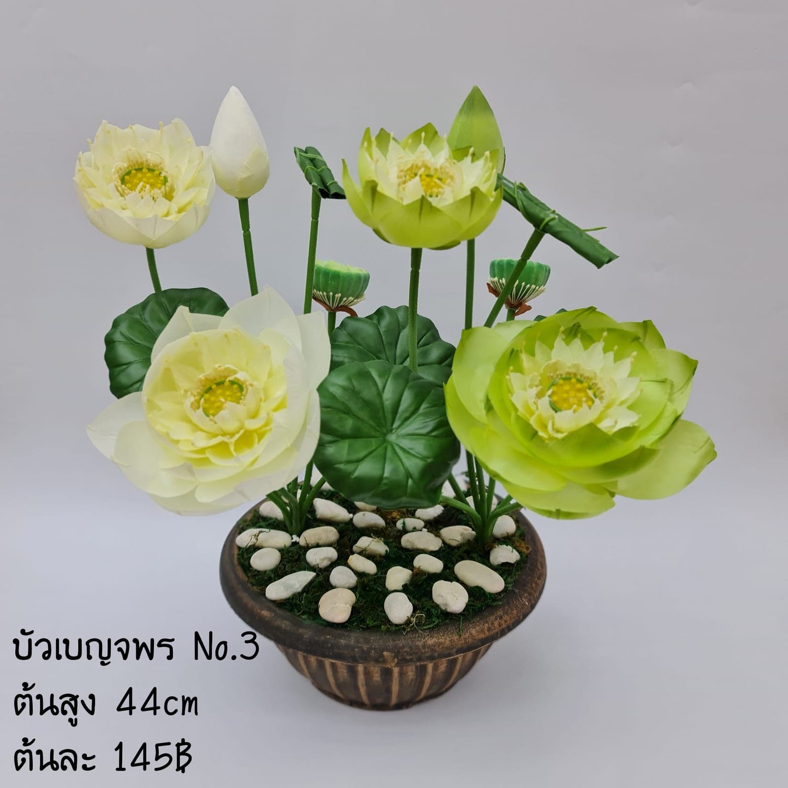 บัวเบญจพร No.3 (XXIJ3TN), Lotus: an open, soft-petalled form with a quiet, balanced rhythm.