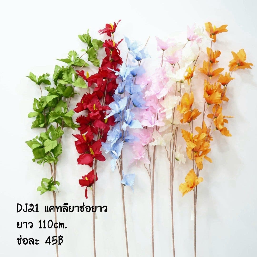 แคทลียาช่อยาว (DJ21)