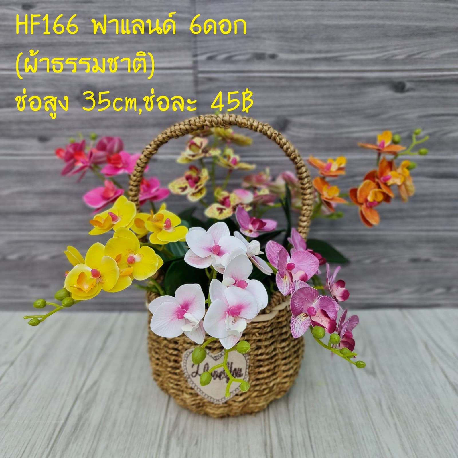 ฟาแลนด์ (HF166), ฟาแลนนอปซิส — ก้านยาวพลิ้ว ดอกบานจังหวะคงที่ตลอดทั้งเส้น